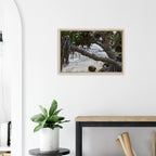 Yamba Pandanus Whitewash: Framed Canvas