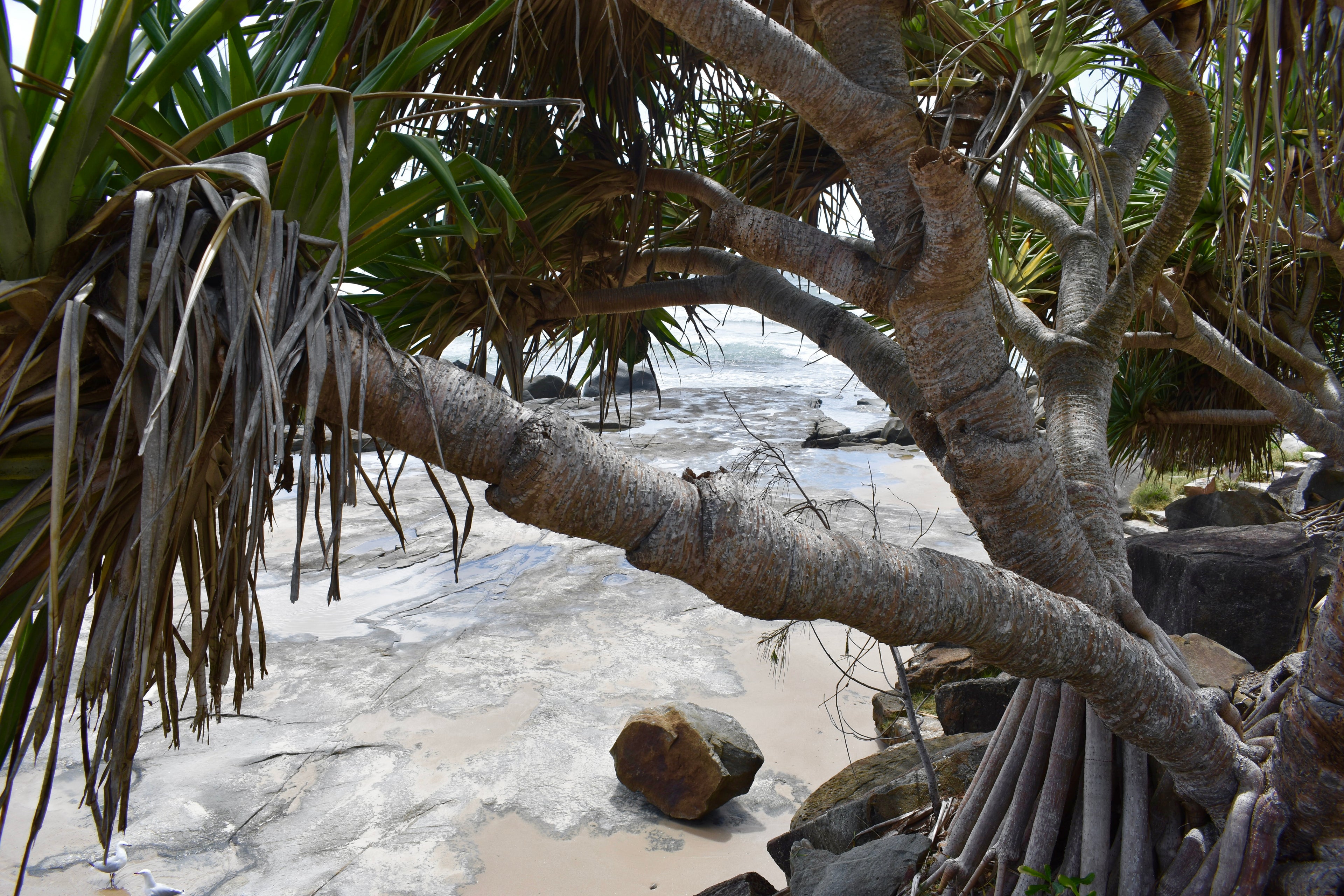 Yamba Pandanus Whitewash Downloadable Print